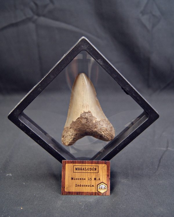 SONY DSC Diente de Megalodon -Java