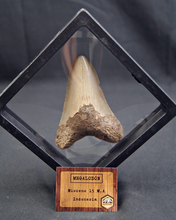 SONY DSC Diente de Megalodon -Java