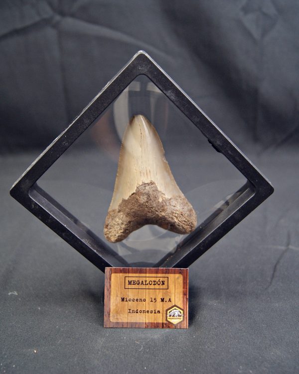 SONY DSC Diente de Megalodon -Java