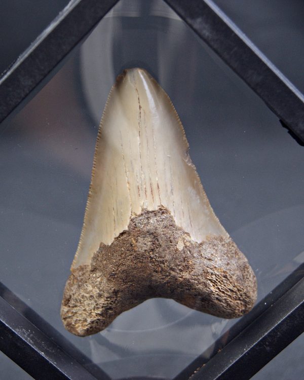 SONY DSC Diente de Megalodon -Java