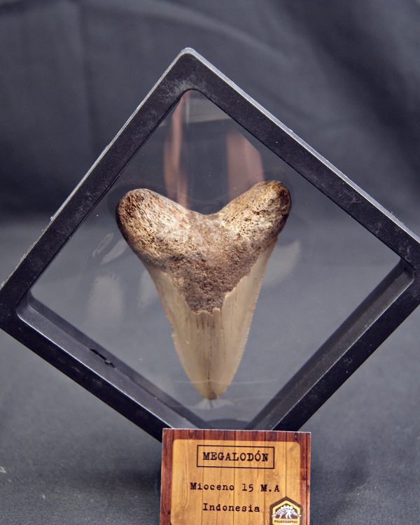 SONY DSC Diente de Megalodon -Java