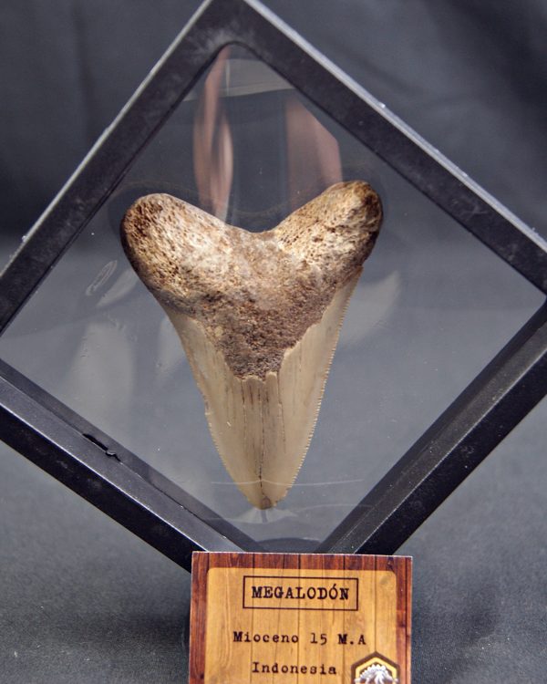 SONY DSC Diente de Megalodon -Java