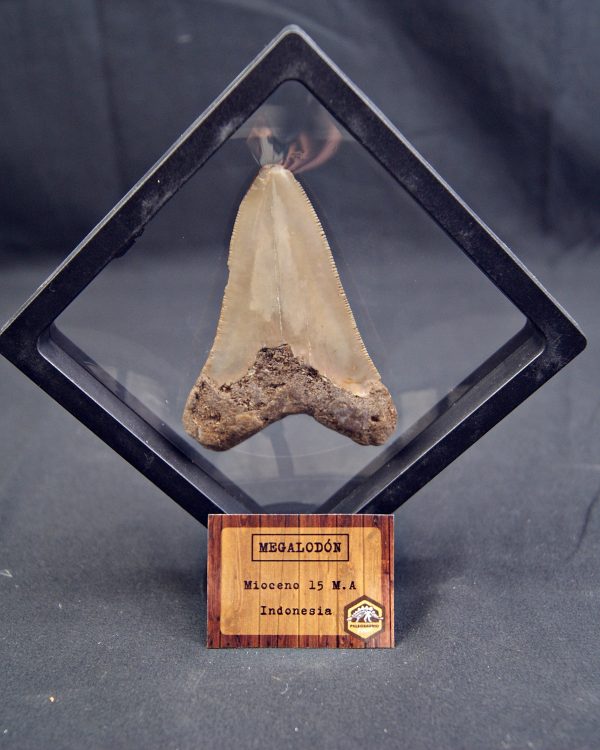 SONY DSC Diente de Megalodon -Java