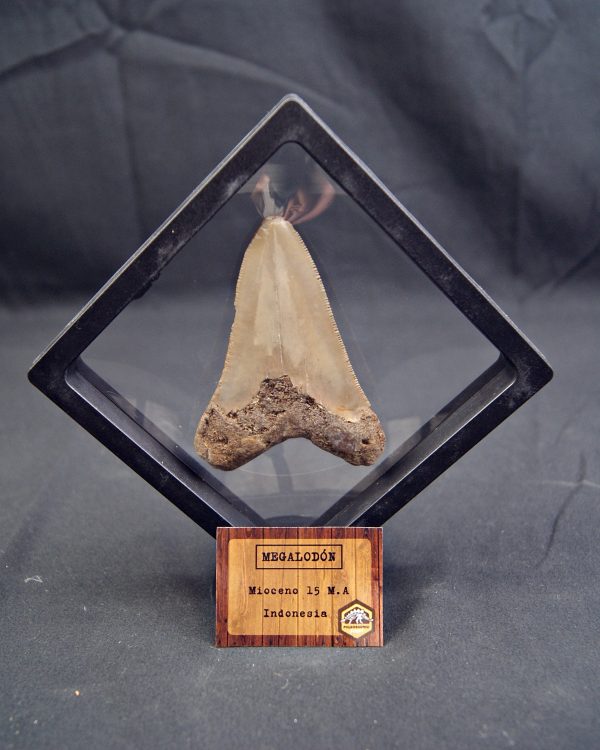 SONY DSC Diente de Megalodon -Java