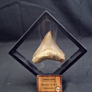 Diente de Megalodon cortante