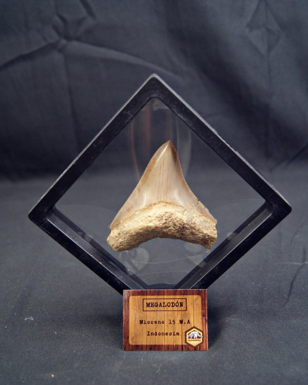 Diente de Megalodon cortante