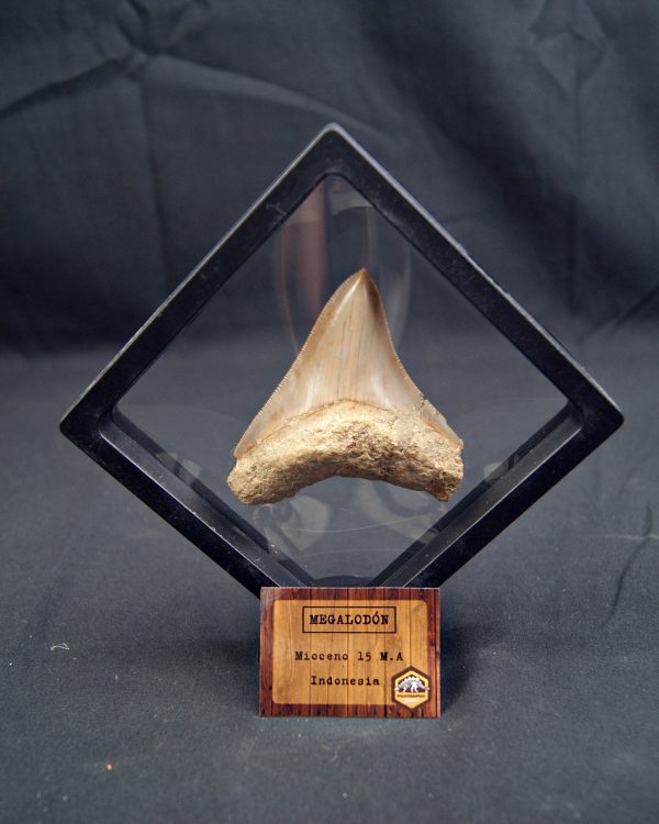 Diente de Megalodon cortante