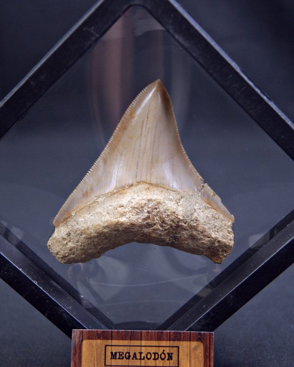 Diente de Megalodon cortante