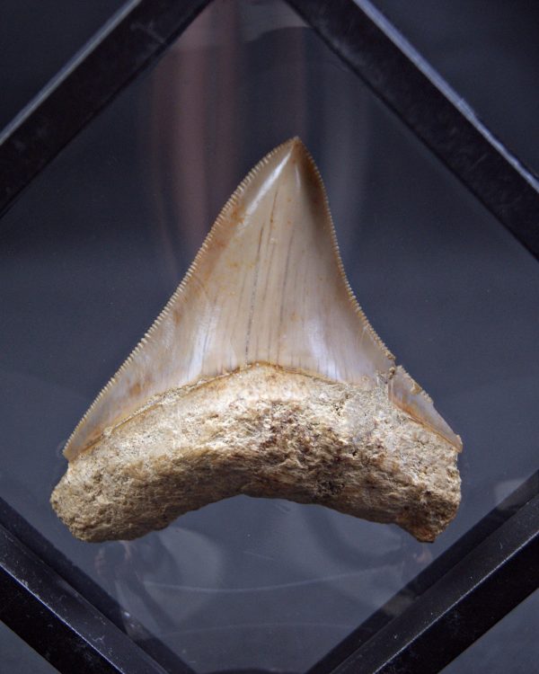 Diente de Megalodon cortante