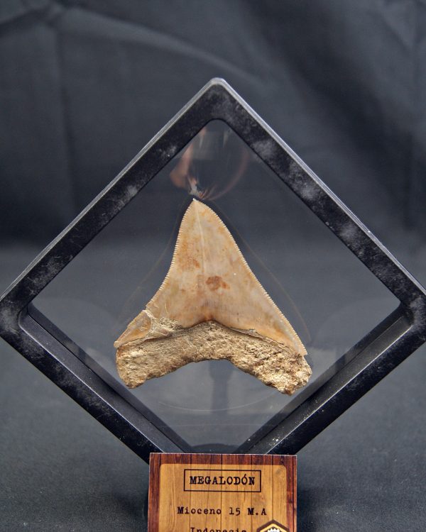 Diente de Megalodon cortante