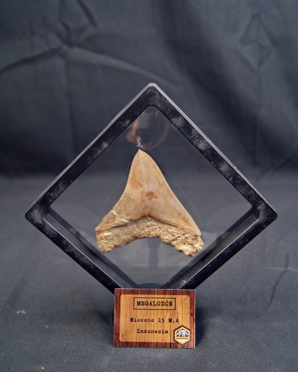 Diente de Megalodon cortante