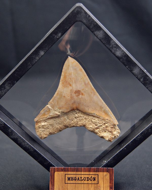 Diente de Megalodon cortante