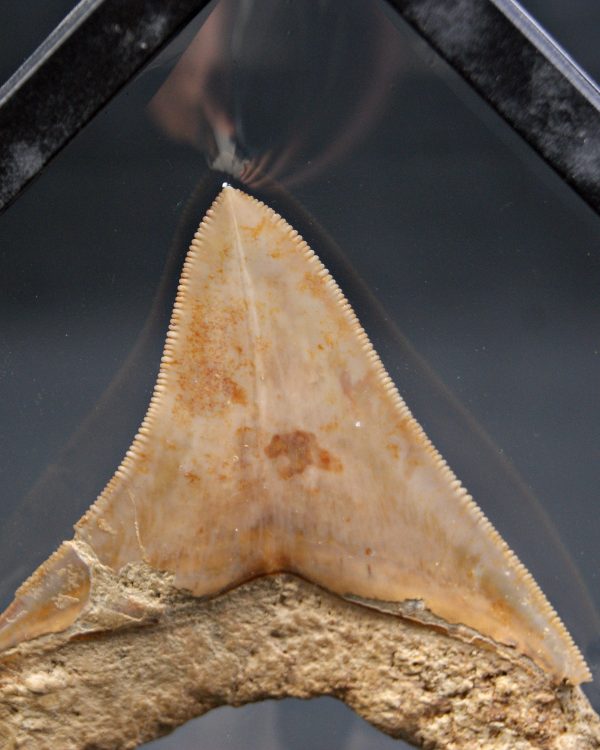 Diente de Megalodon cortante