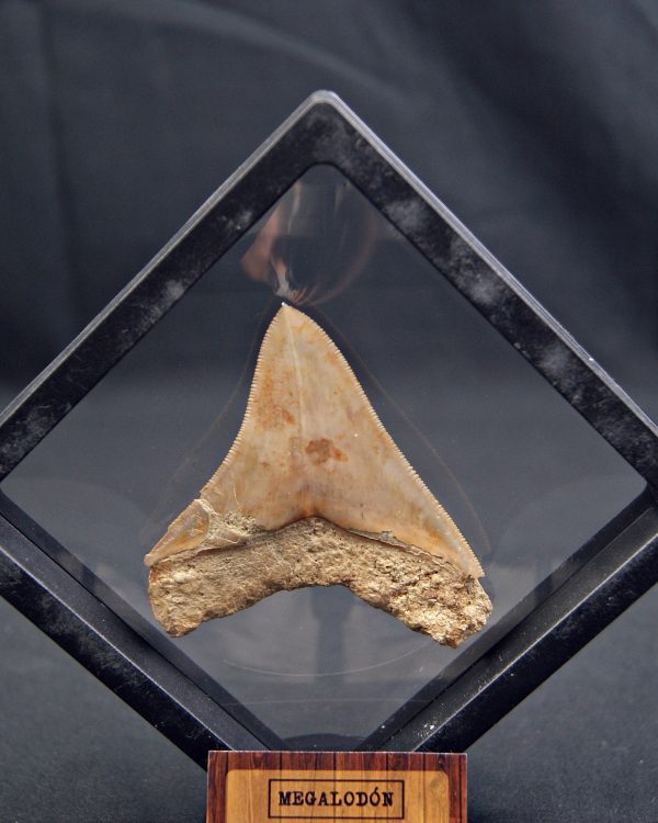 Diente de Megalodon cortante