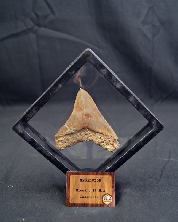 Diente de Megalodon cortante