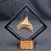 Megalodon con marco 3D de exposición