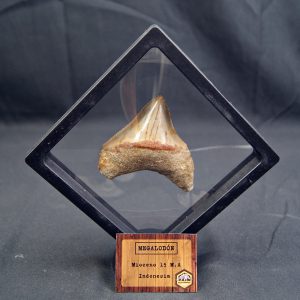 Megalodon con marco 3D de exposición