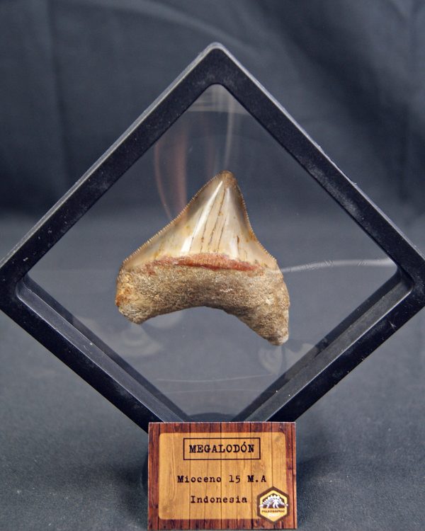 Megalodon con marco 3D de exposición