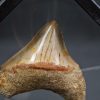 Megalodon con marco 3D de exposición