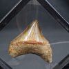 Megalodon con marco 3D de exposición