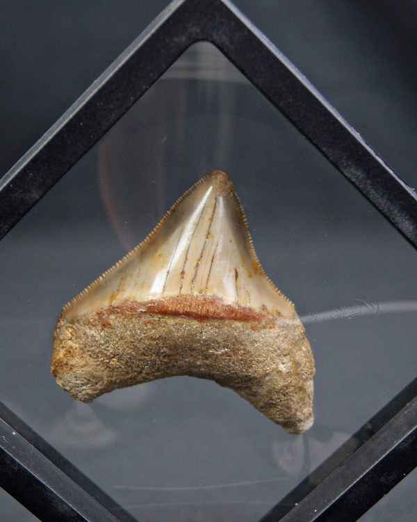 Megalodon con marco 3D de exposición