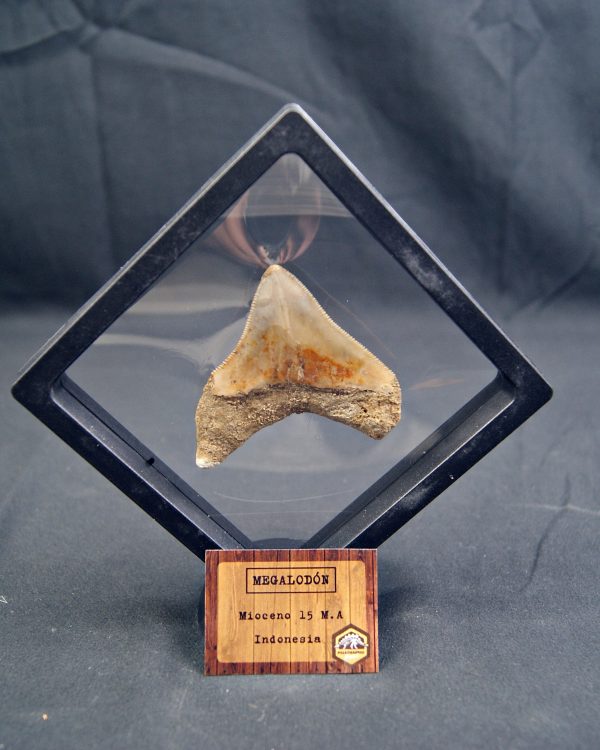Megalodon con marco 3D de exposición