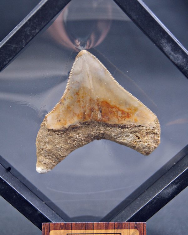 Megalodon con marco 3D de exposición