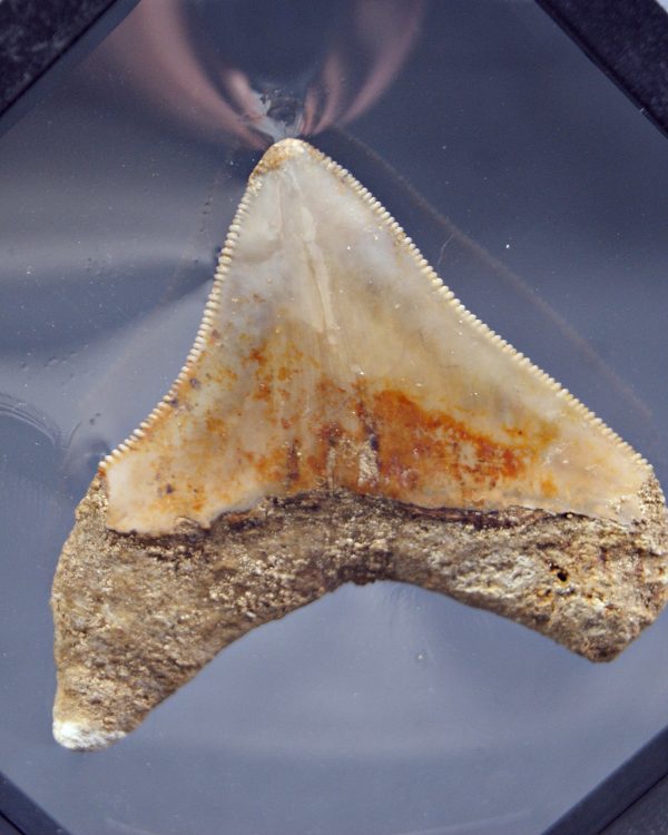 Megalodon con marco 3D de exposición