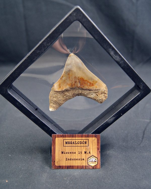 Megalodon con marco 3D de exposición
