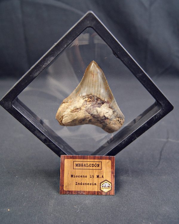 Diente de Megalodon