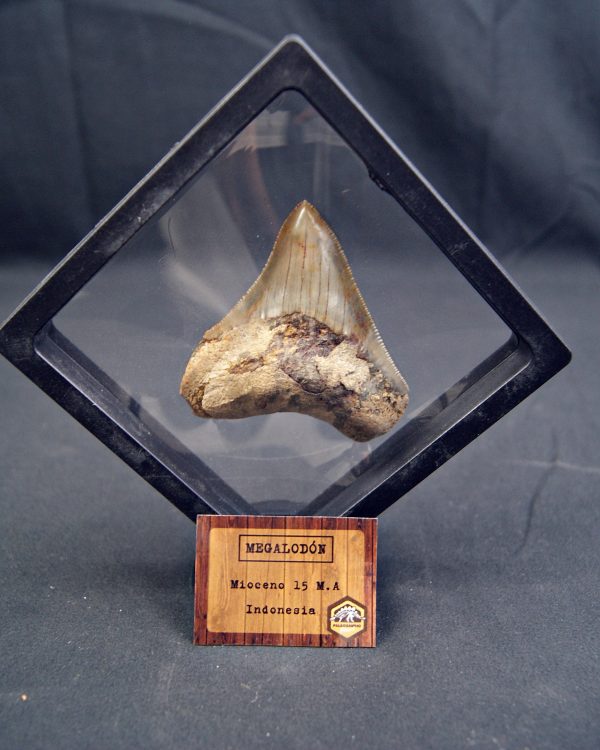 Diente de Megalodon