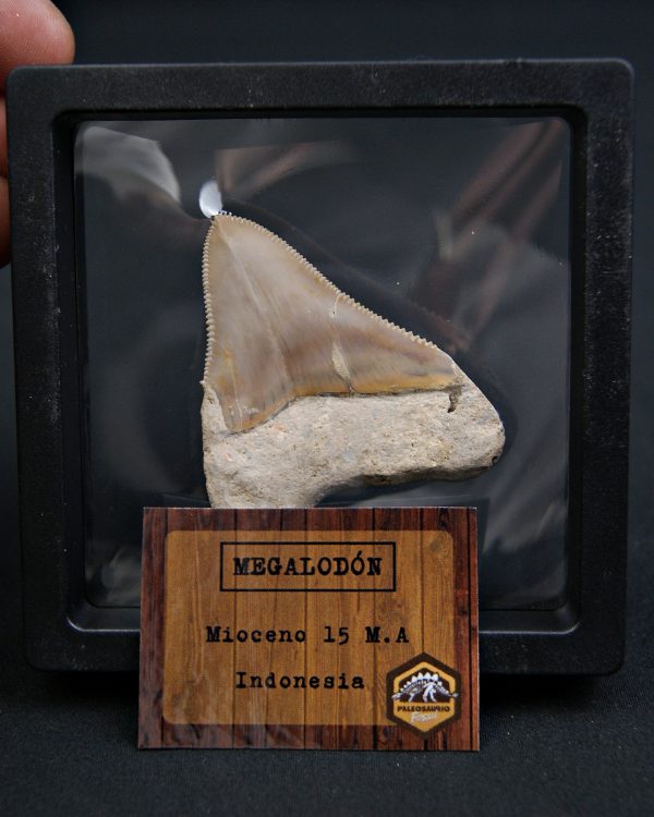 Diente de Megalodon