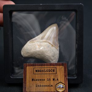 Diente de Megalodon