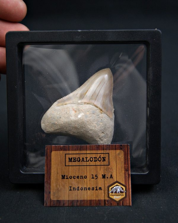 Diente de Megalodon