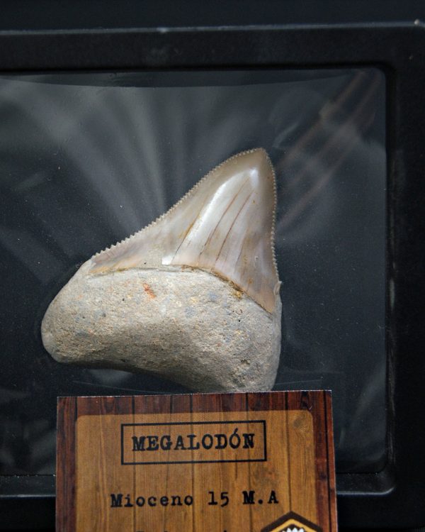 Diente de Megalodon