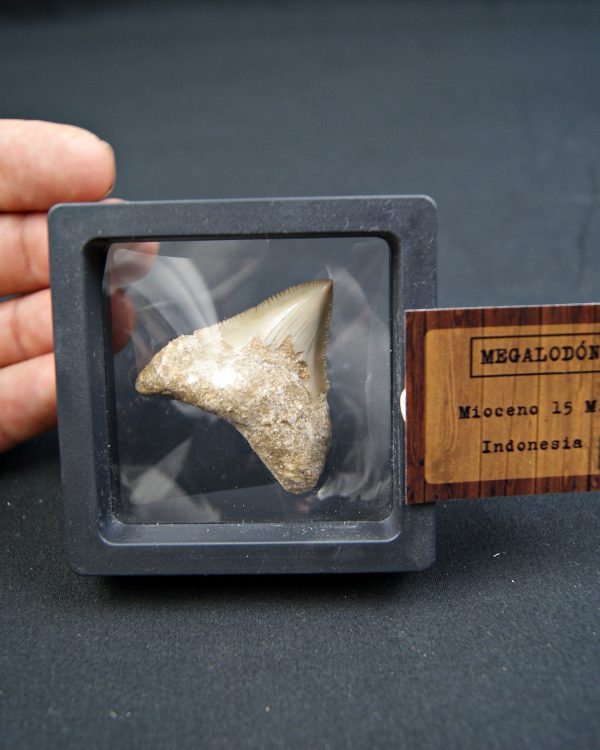 Diente de Megalodon -Java, Indonesia
