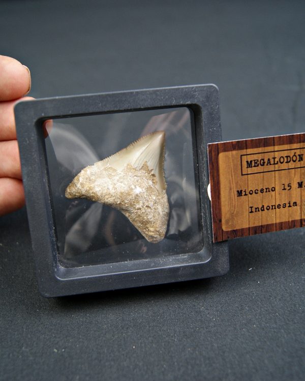 Diente de Megalodon -Java, Indonesia