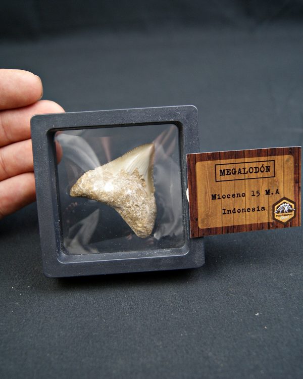Diente de Megalodon -Java, Indonesia