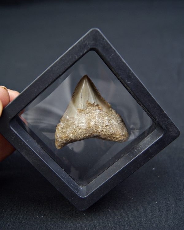 Diente de Megalodon -Java, Indonesia