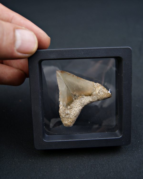 Diente de Megalodon -Java, Indonesia