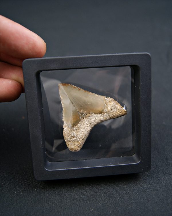 Diente de Megalodon -Java, Indonesia