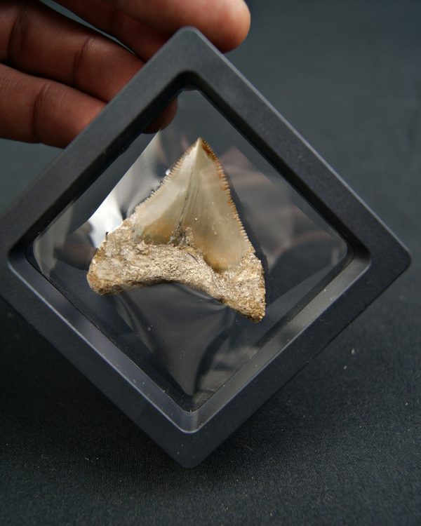 Diente de Megalodon -Java, Indonesia