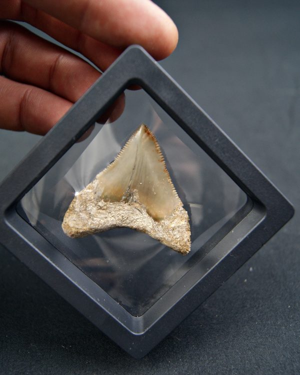 Diente de Megalodon -Java, Indonesia