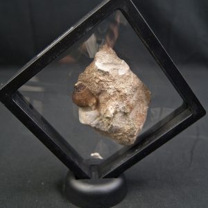 Diente fósil de Globidens