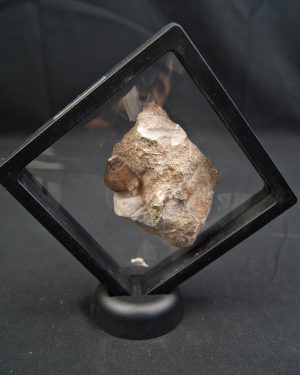 Diente fósil de Globidens