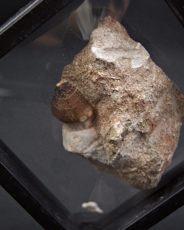 SONY DSC Diente fósil de Globidens