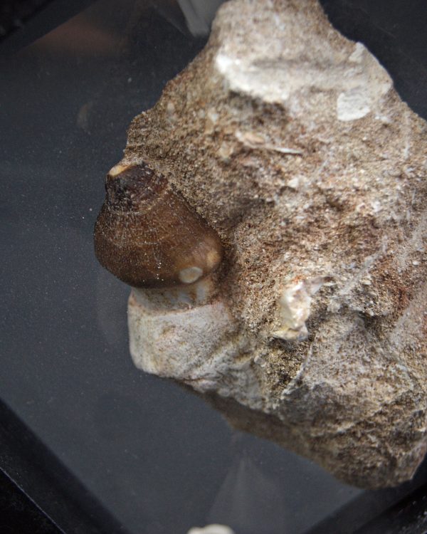 SONY DSC Diente fósil de Globidens