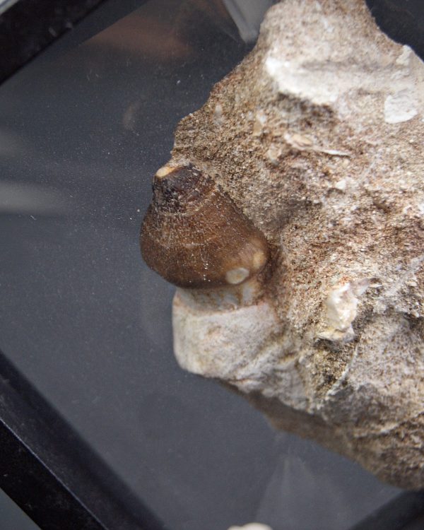 SONY DSC Diente fósil de Globidens