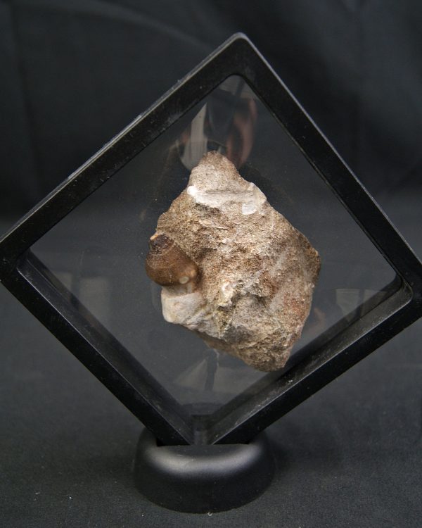 SONY DSC Diente fósil de Globidens