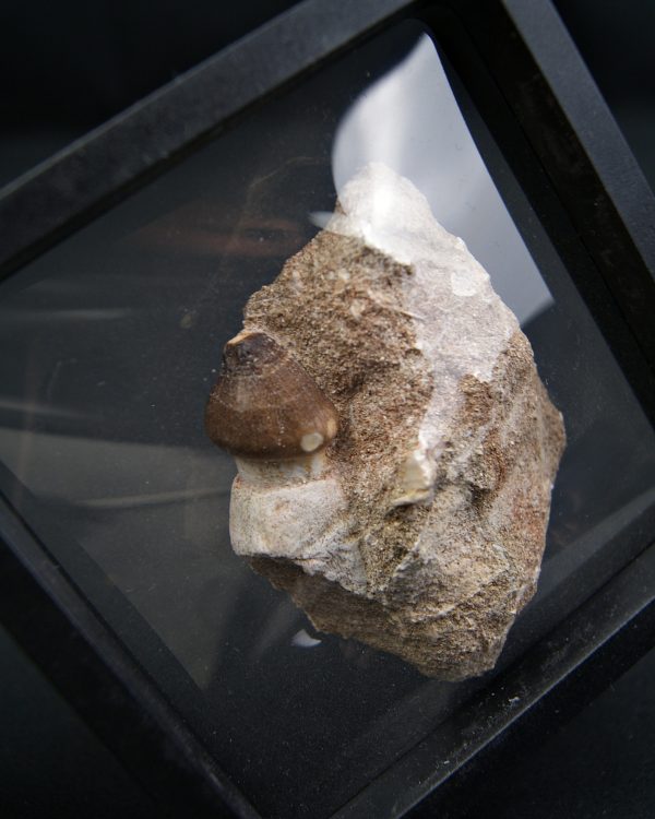 SONY DSC Diente fósil de Globidens